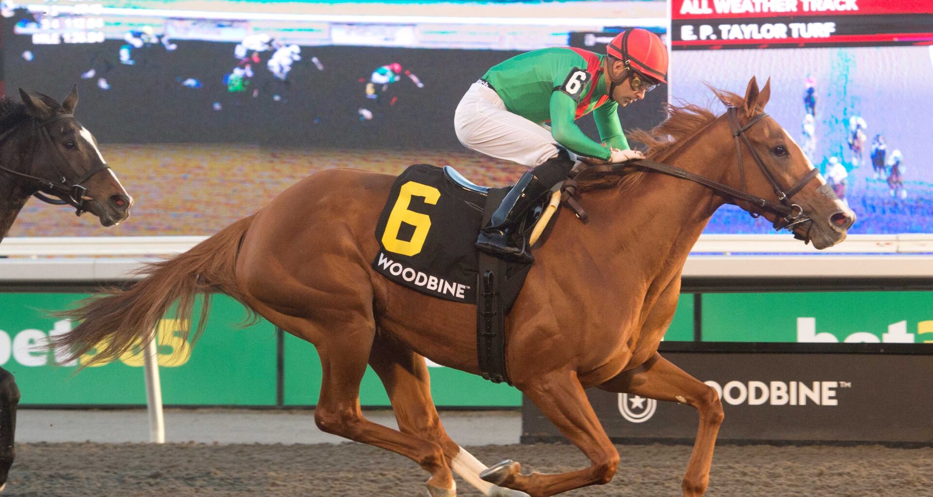 Elysian Field and jockey Sahin Civaci winning the Maple Leaf Stakes (G3) on November 9, 2024 at Woodbine (Michael Burns Photo)