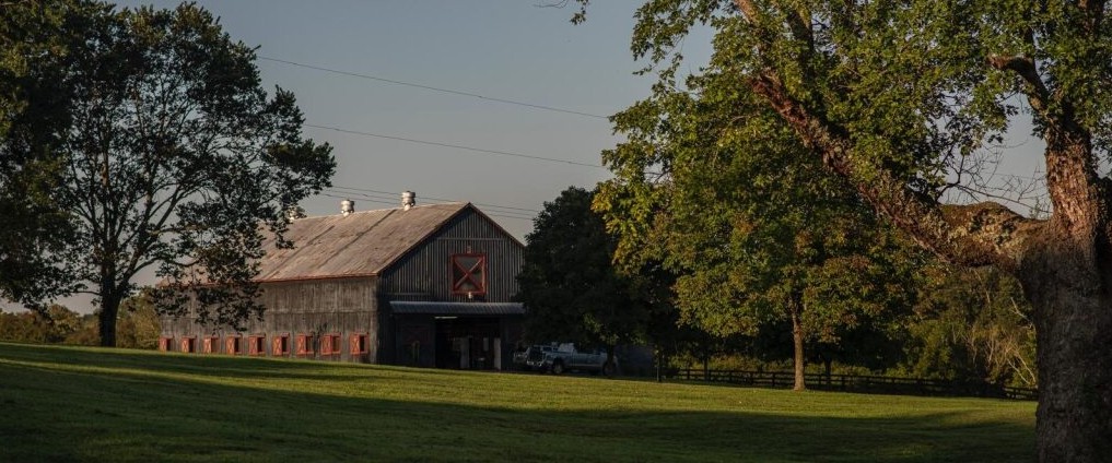 High-rolling St George - The Owner Breeder