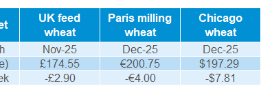 Global grains 04 08 202572.png