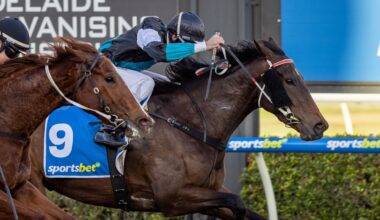 Lingani a live chance for Team Blanch in the Behemoth Stakes