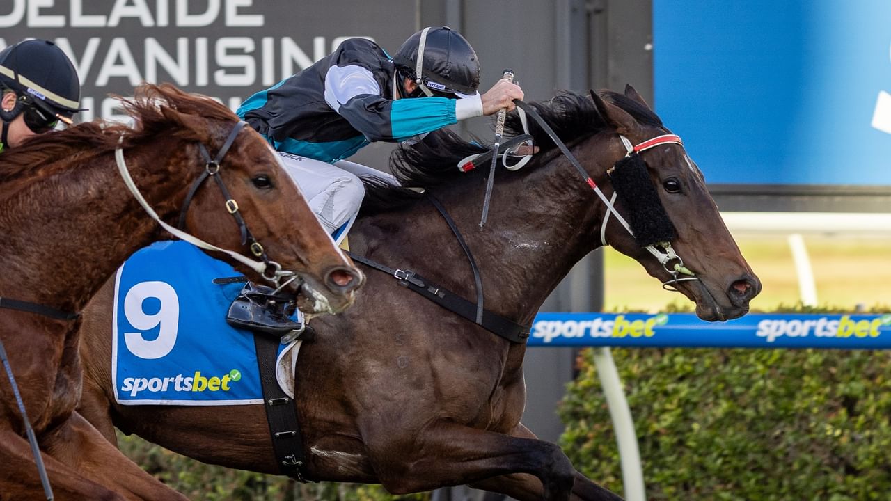 Lingani a live chance for Team Blanch in the Behemoth Stakes