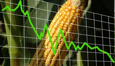 Mixed Close in Grains | Tuesday, August 12, 2025