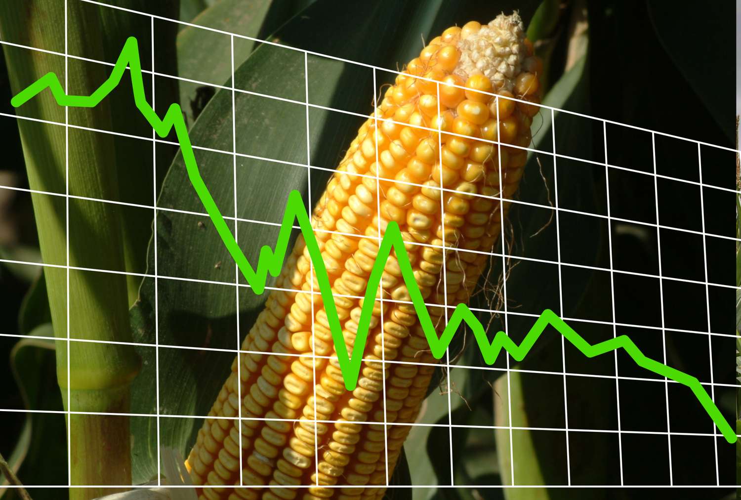 Mixed Close in Grains | Tuesday, August 12, 2025