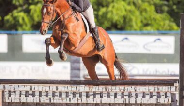 OTTB Spotlight: Miriam's Sky (Blinky)