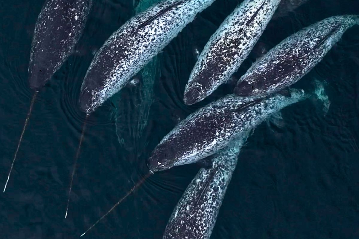 "Most magical animals I've ever seen": drone photographer spots elusive creature with tusk longer than a sofa after 15-year quest 