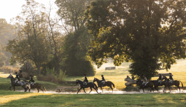 Makeover Champions Program Returns to Retired Racehorse Project's Thoroughbred Makeover