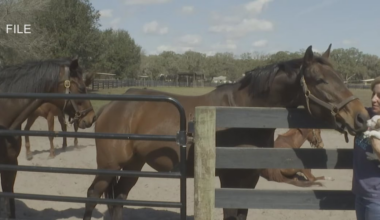 Thoroughbred industry pushes back on Gulfstream Park’s legal challenge to decoupling law