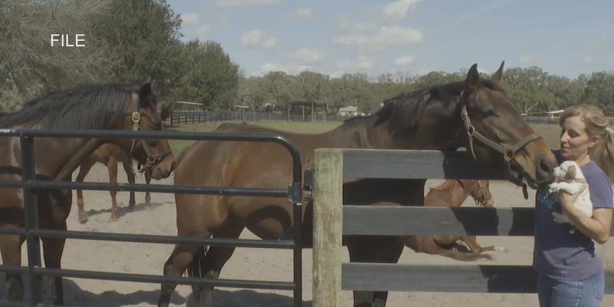 Thoroughbred industry pushes back on Gulfstream Park’s legal challenge to decoupling law