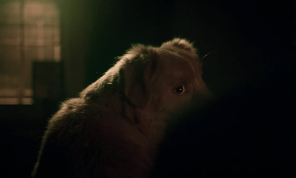 'Good Boy' Getting an Expanded Theatrical Release After Massive Trailer Viewership