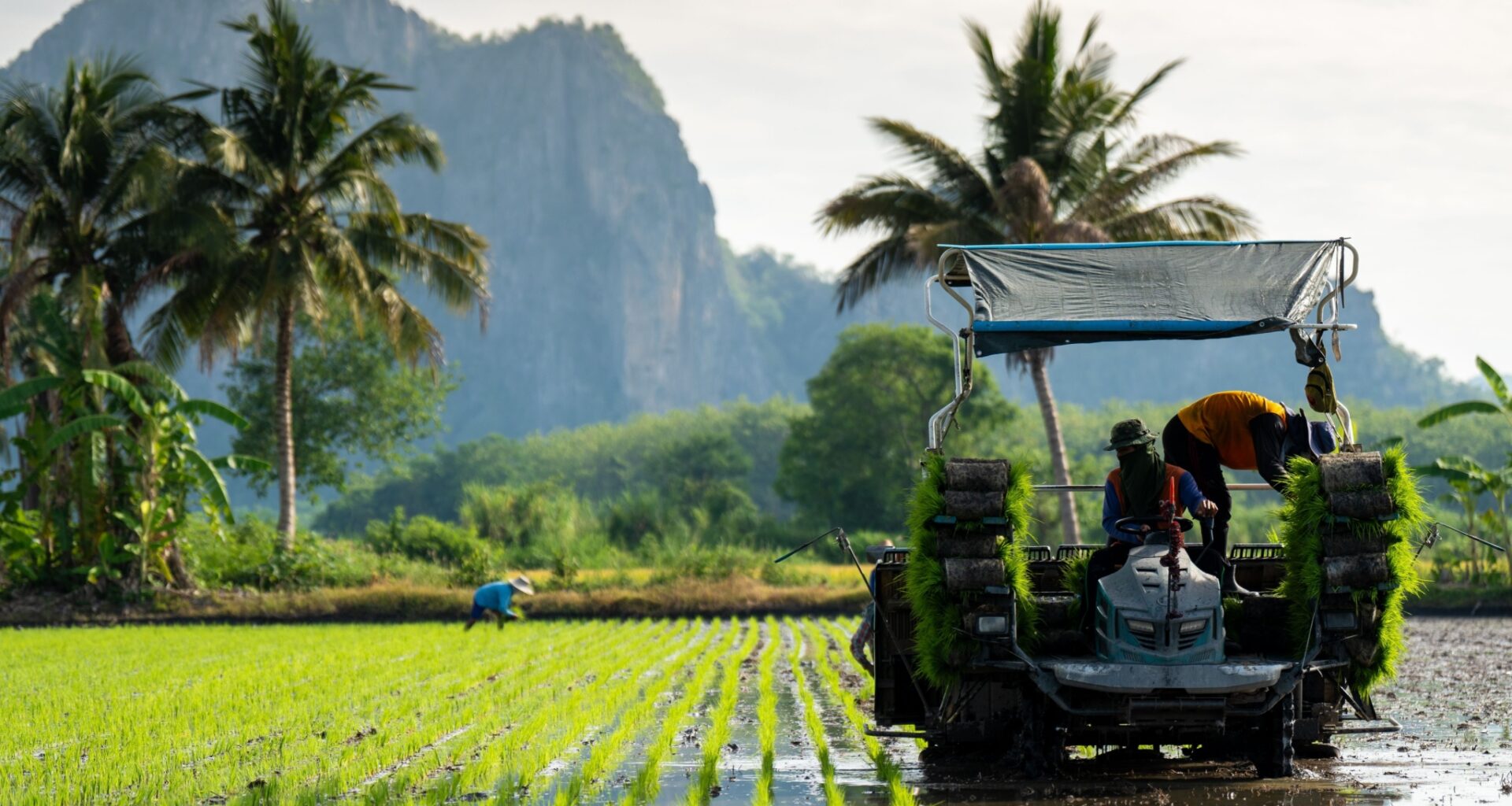 What Japan’s Struggling Rice Market Teaches Us About US Tariffs