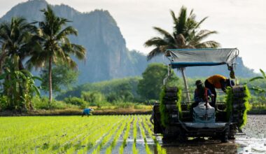 What Japan’s Struggling Rice Market Teaches Us About US Tariffs