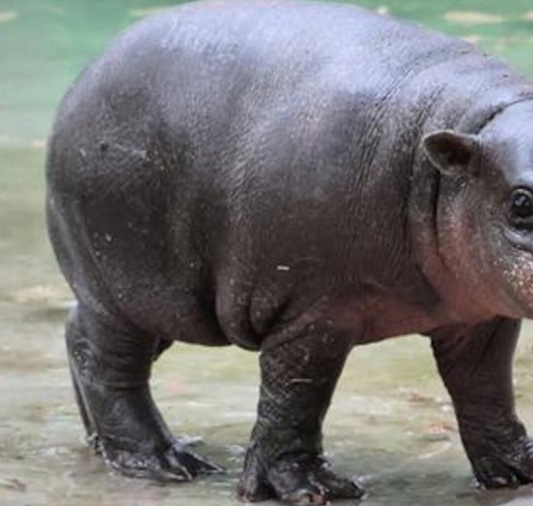 Meet Mars: Baby Pigmy Hippo Goes Viral for Refusing to Get Out of Pool - E! News
