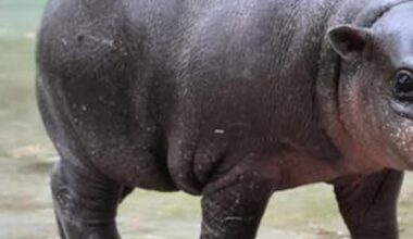Meet Mars: Baby Pigmy Hippo Goes Viral for Refusing to Get Out of Pool - E! News