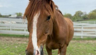 Old racehorse needs a new home in Mass.