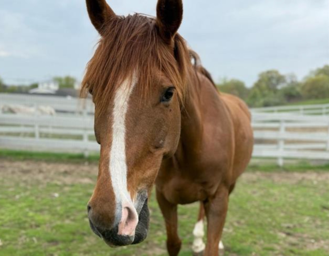 Old racehorse needs a new home in Mass.