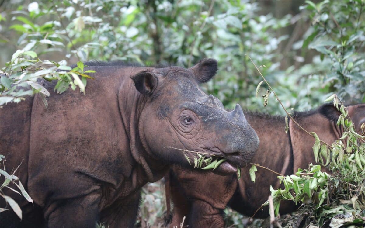 A Female Sumatran Rhino With Its Calf. Credit Rhett A. Butler Mongabay.