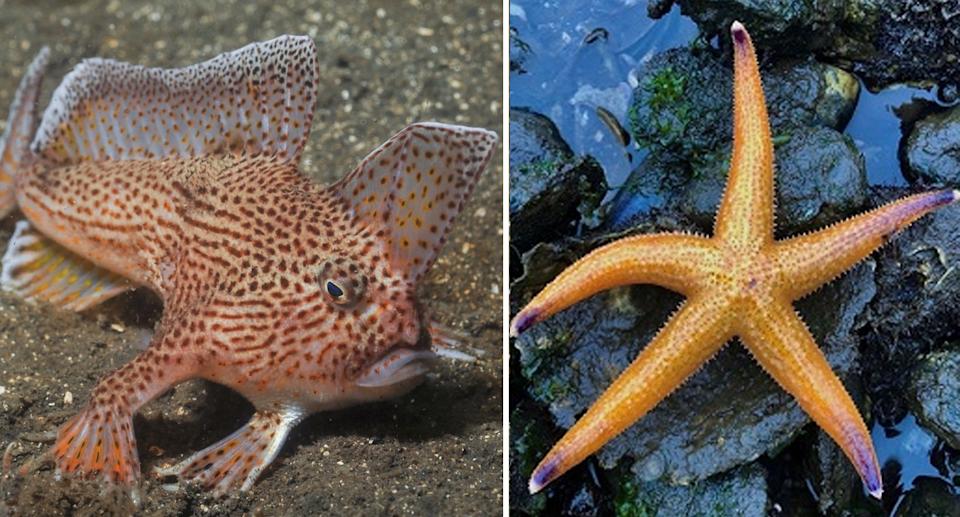Spotted hand fish (left) and a Northern Pacific seastar (right). 