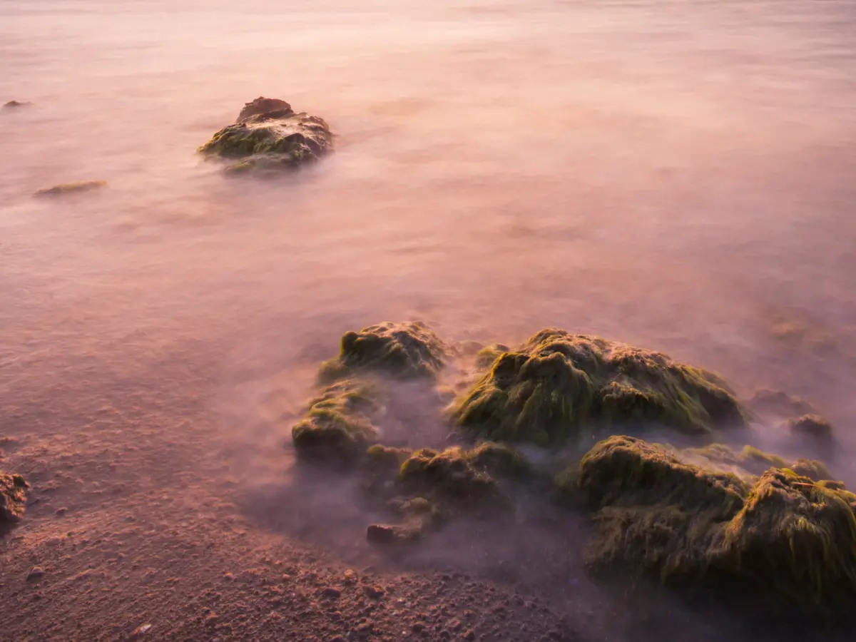 Culprit turning the world's oceans red has reached Israel