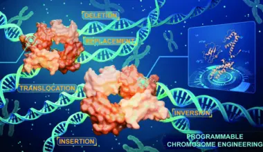 Scientists just cracked the code to editing entire chromosomes flawlessly