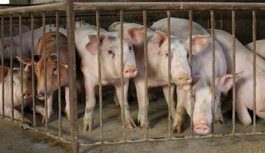 Hog prices rise for fourth day on cattle market strength - CME