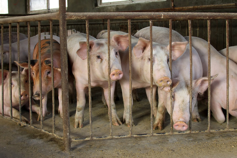 Hog prices rise for fourth day on cattle market strength - CME