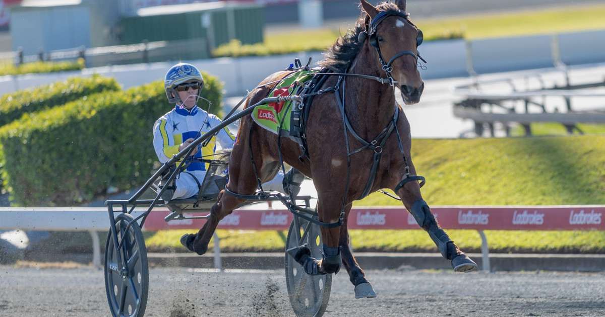 Pitt stable riding the highs in the Sunshine State :: Racing Queensland