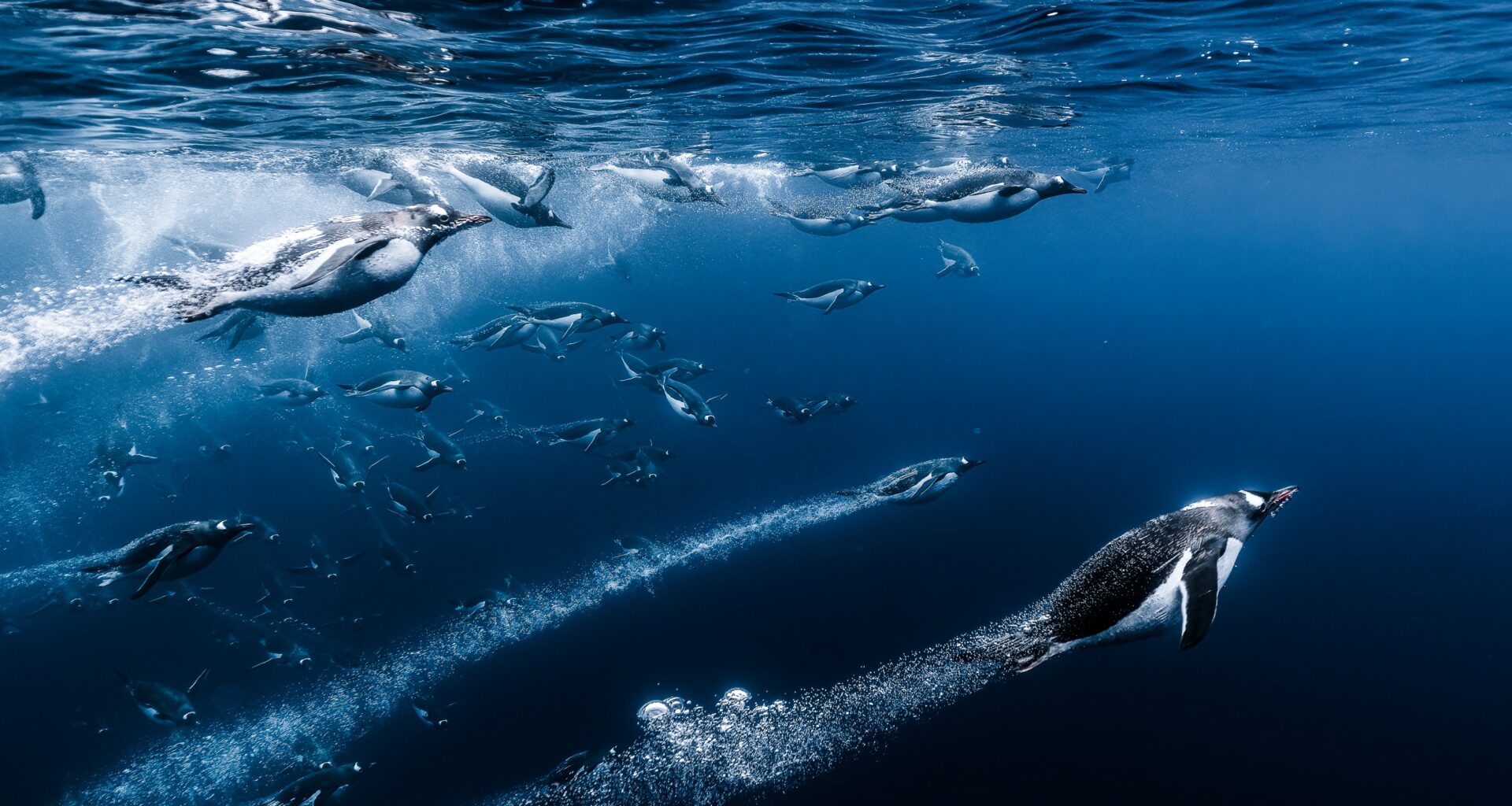 Penguins swim underwater