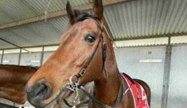 Ned masters his craft to honour Kaye Hill :: Racing Queensland