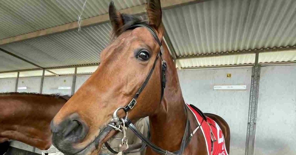 Ned masters his craft to honour Kaye Hill :: Racing Queensland