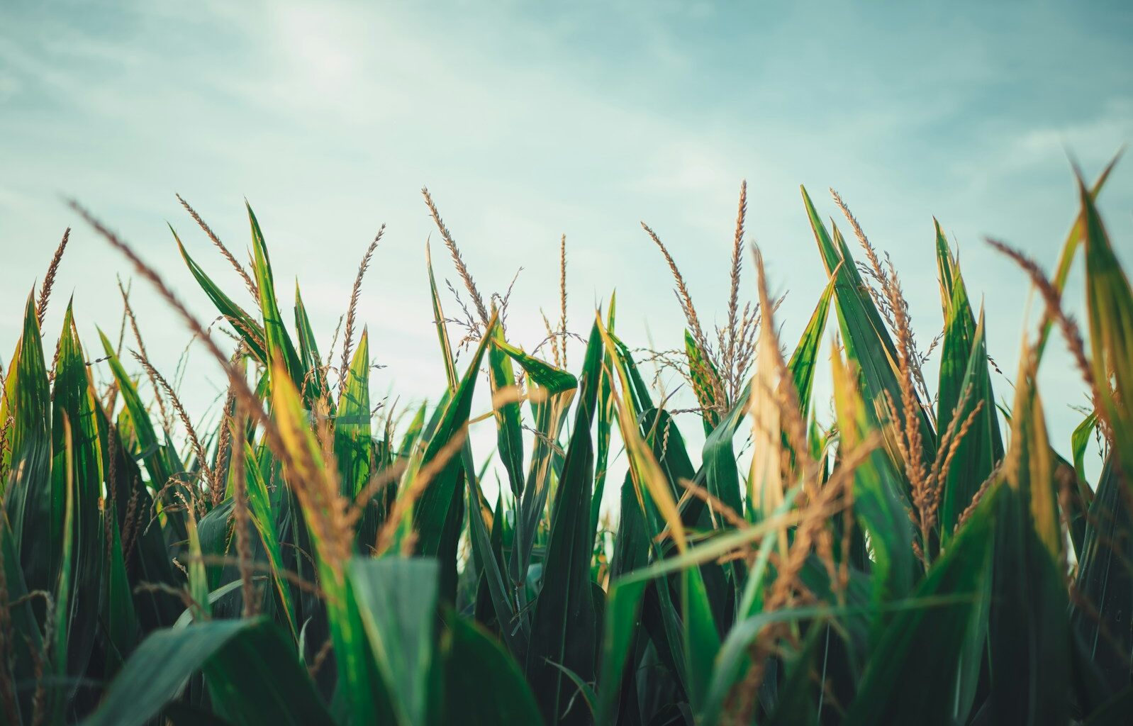Timewell, Illinois named a 'Smart Rural Community' by NTCA