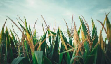Timewell, Illinois named a 'Smart Rural Community' by NTCA