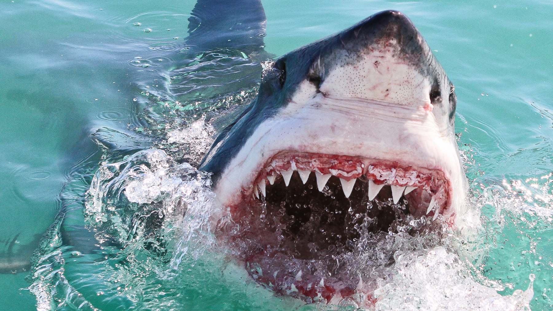 Confirmed - world's largest great white shark appears off Cape Cod and shocks Massachusetts with its massive size and tourist location