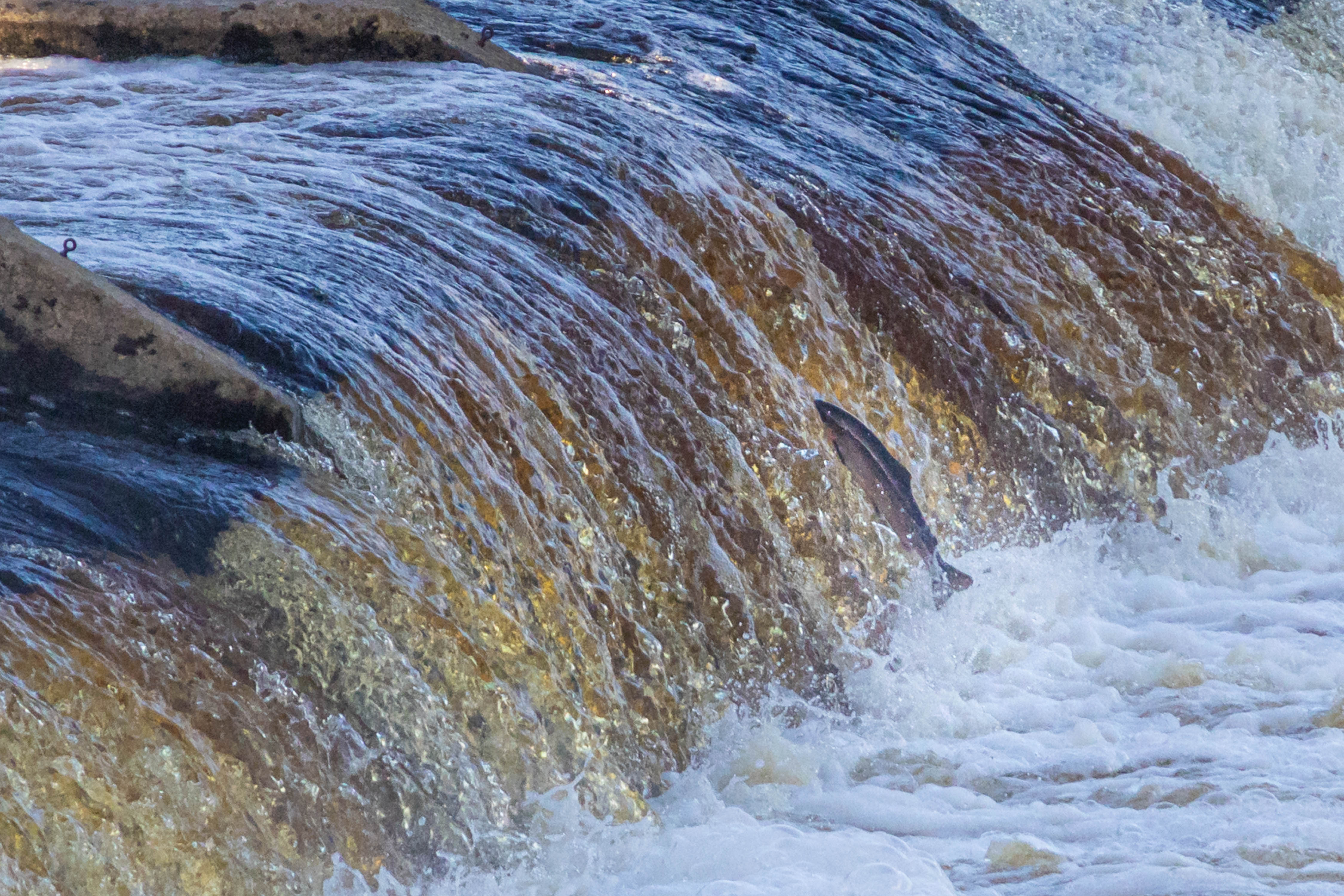 Jumping Salmon And Trout On The River Tyne At Hexham