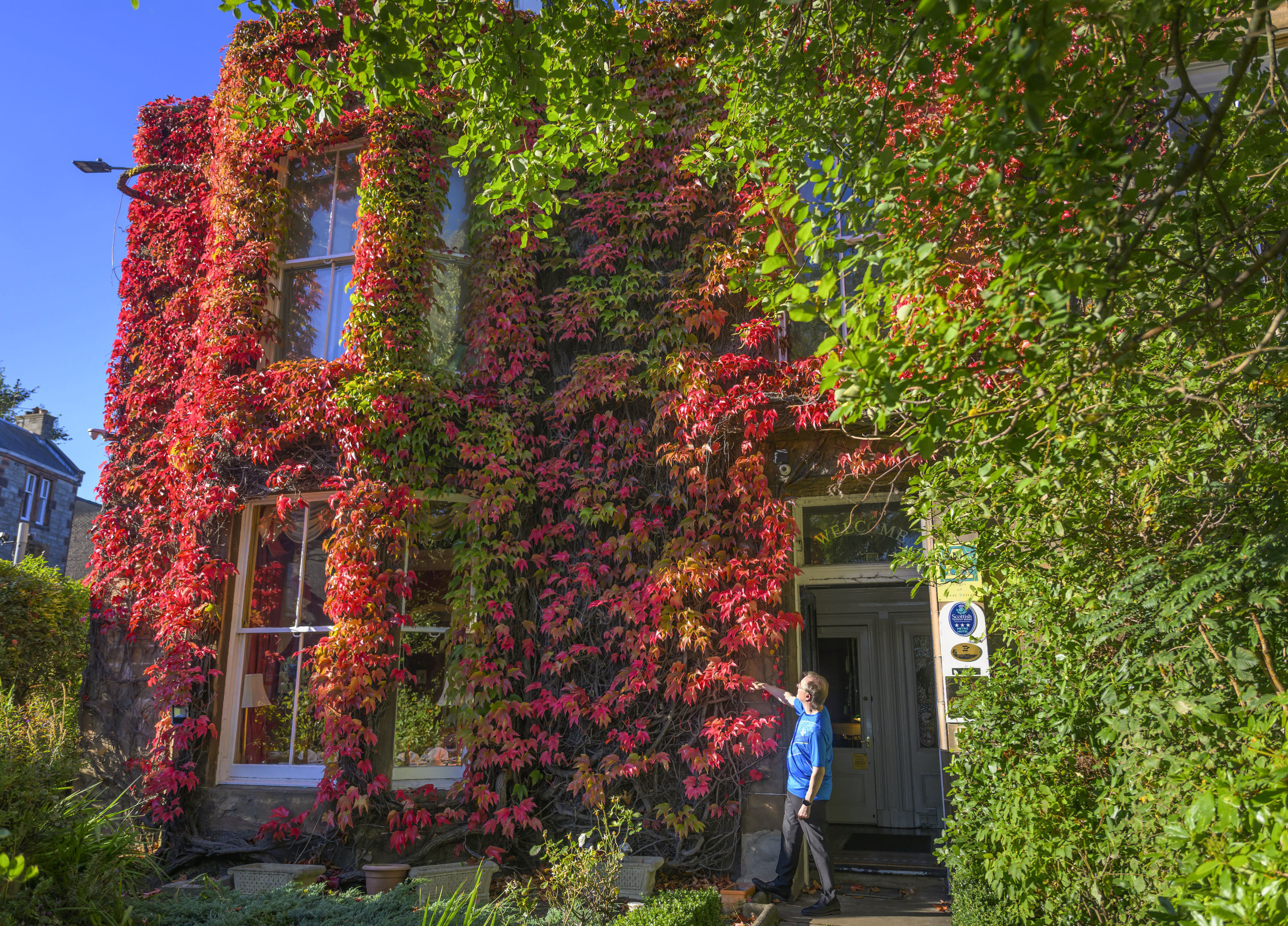 Autumn, weather, Virginia creeper , edinburgh, scotland