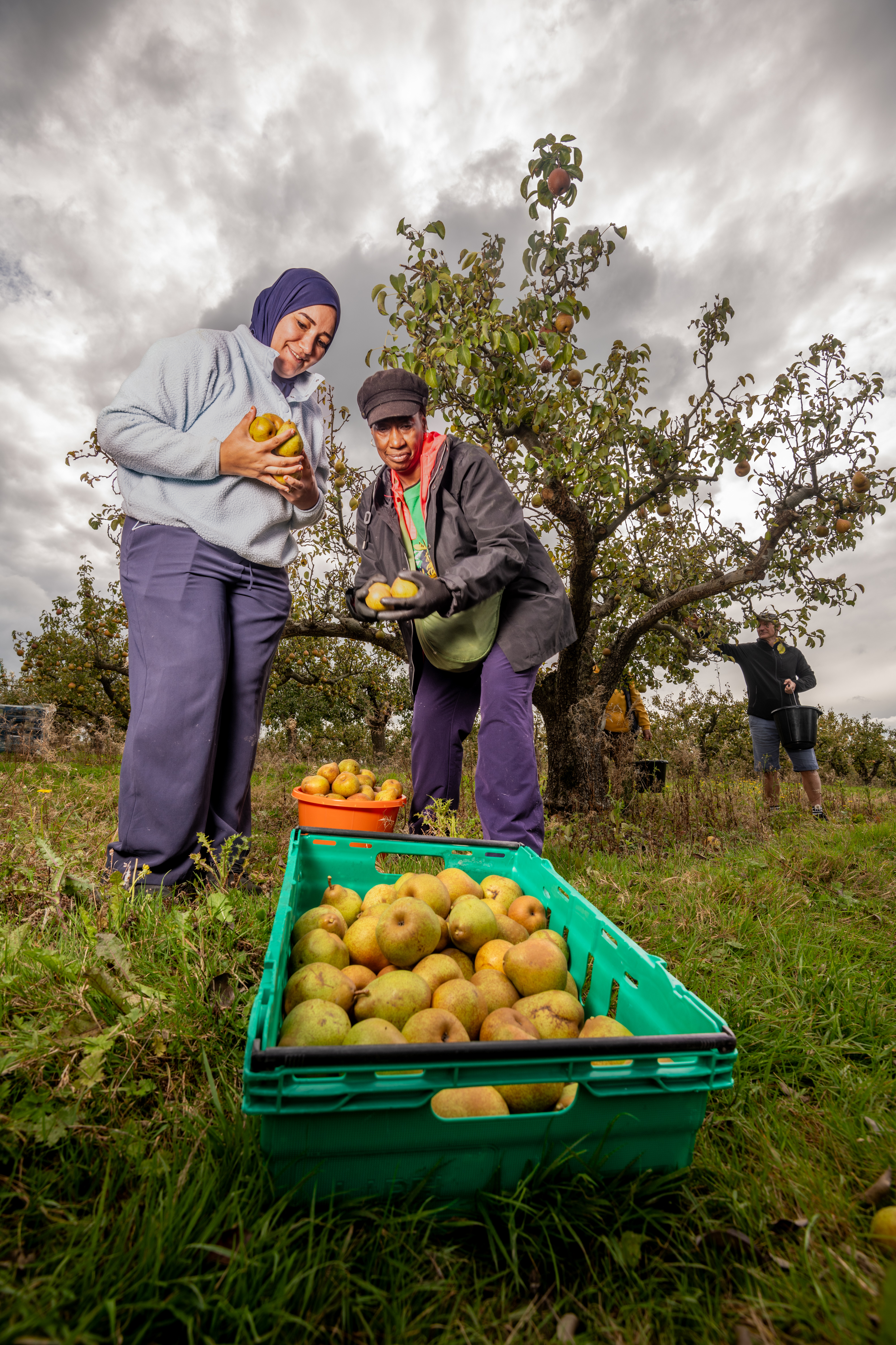 Volunteers pick comice pears at Laurel Fruit Farm where a hot summer has given rise to a bumper harvest of fruit this year.