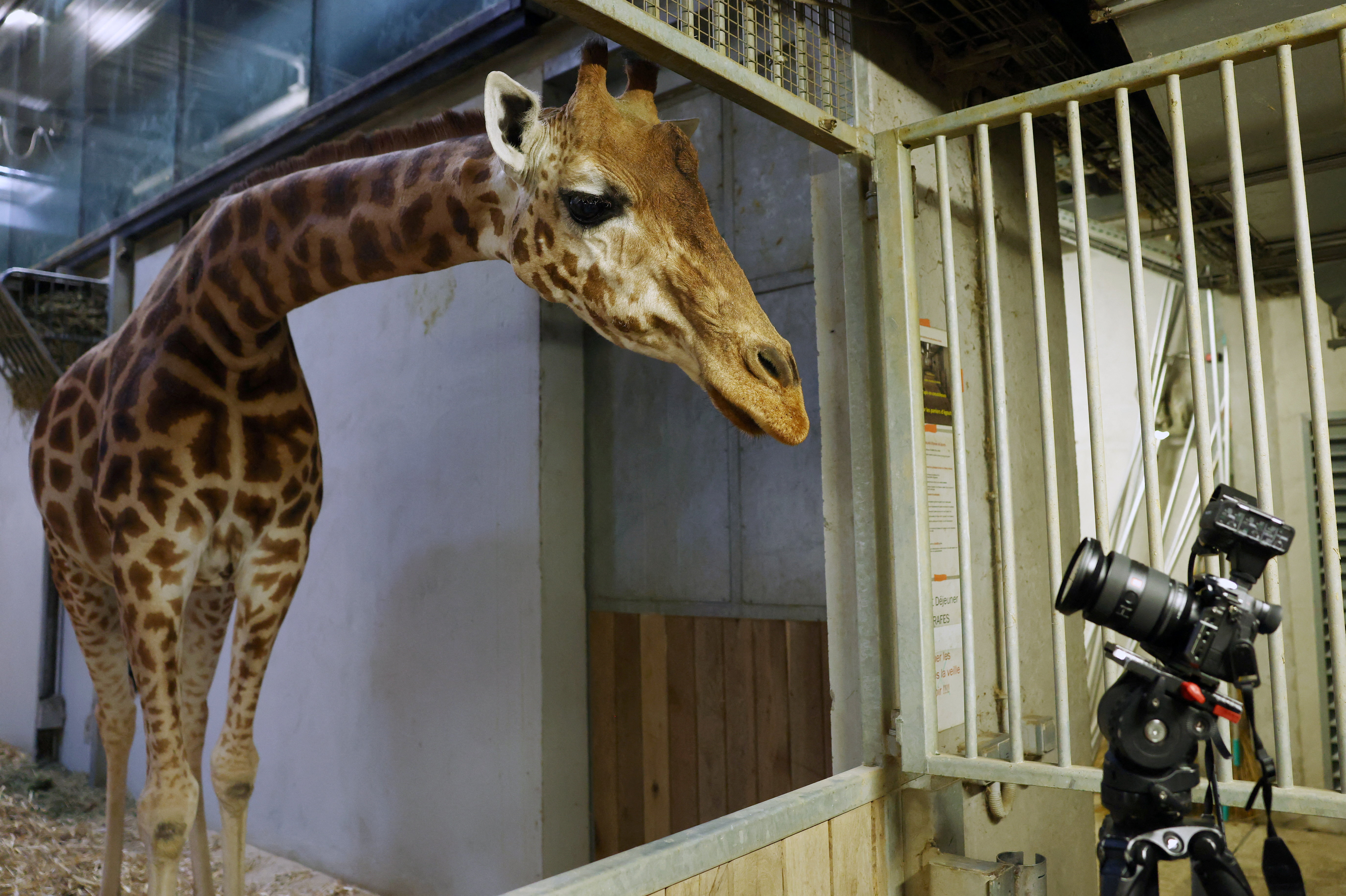 A newborn baby giraffe at the Paris Zoo