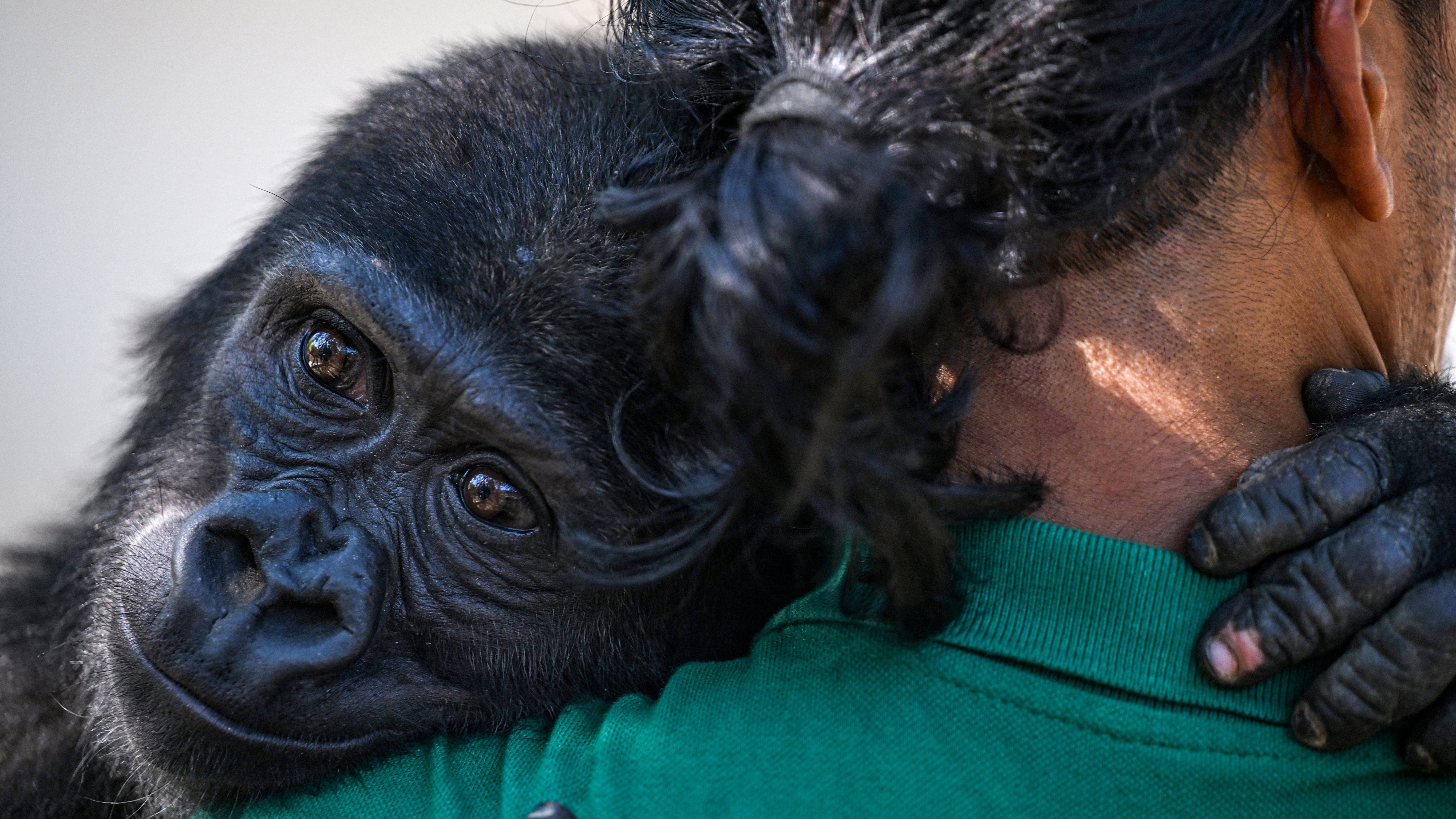 A baby gorilla hugs a zookeeper — and other news in pictures