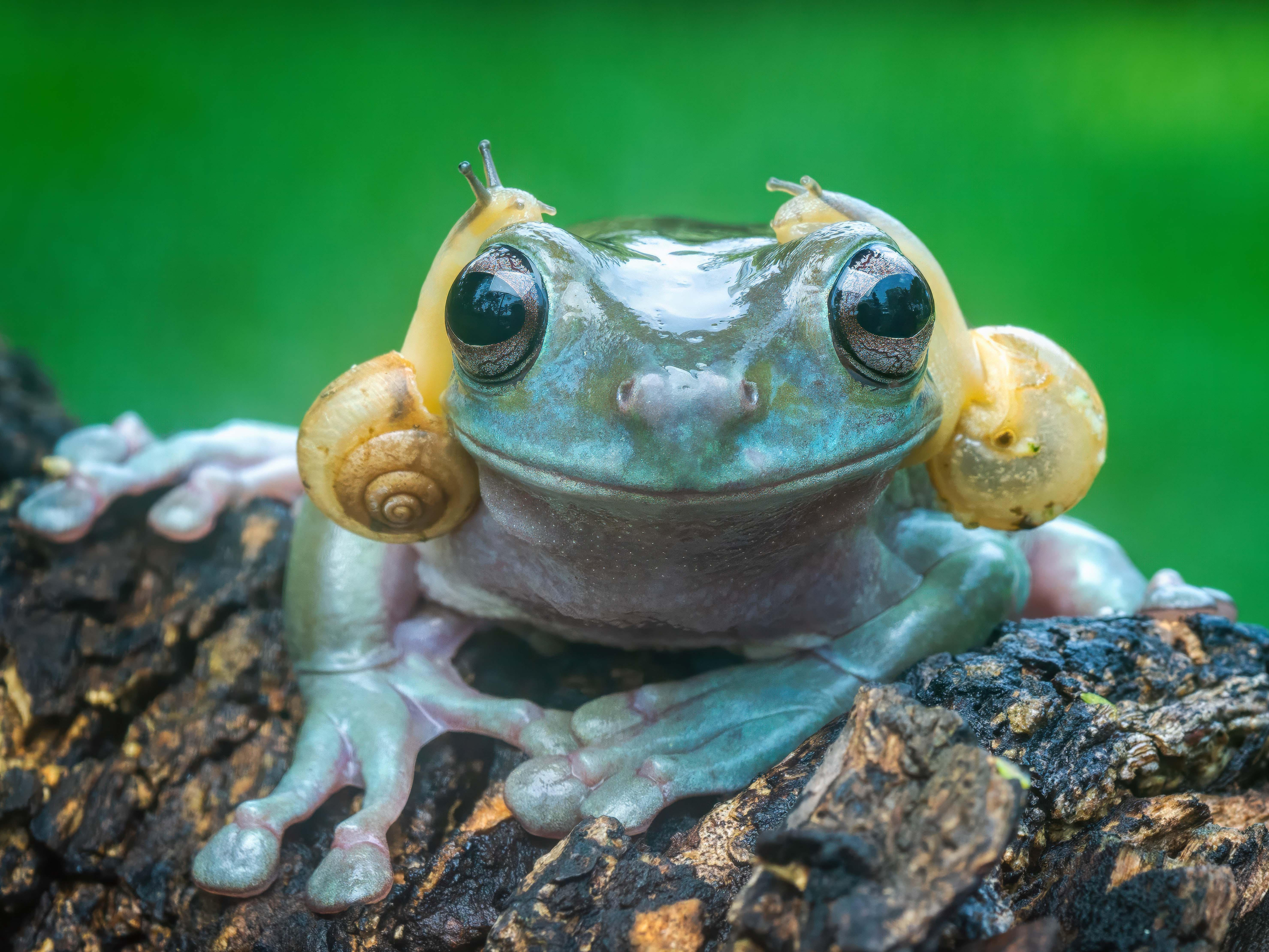 NINTCHDBPICT001026735043