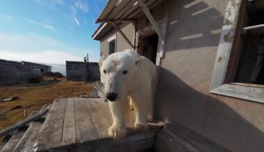 Polar bears take over research station in Russian Arctic