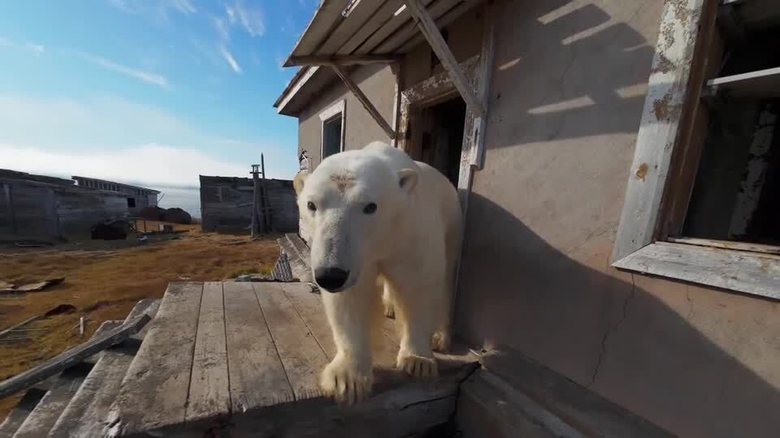 Polar bears take over research station in Russian Arctic
