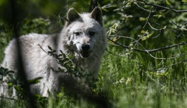 Wolf attack in Greece prompts calls for culling rights