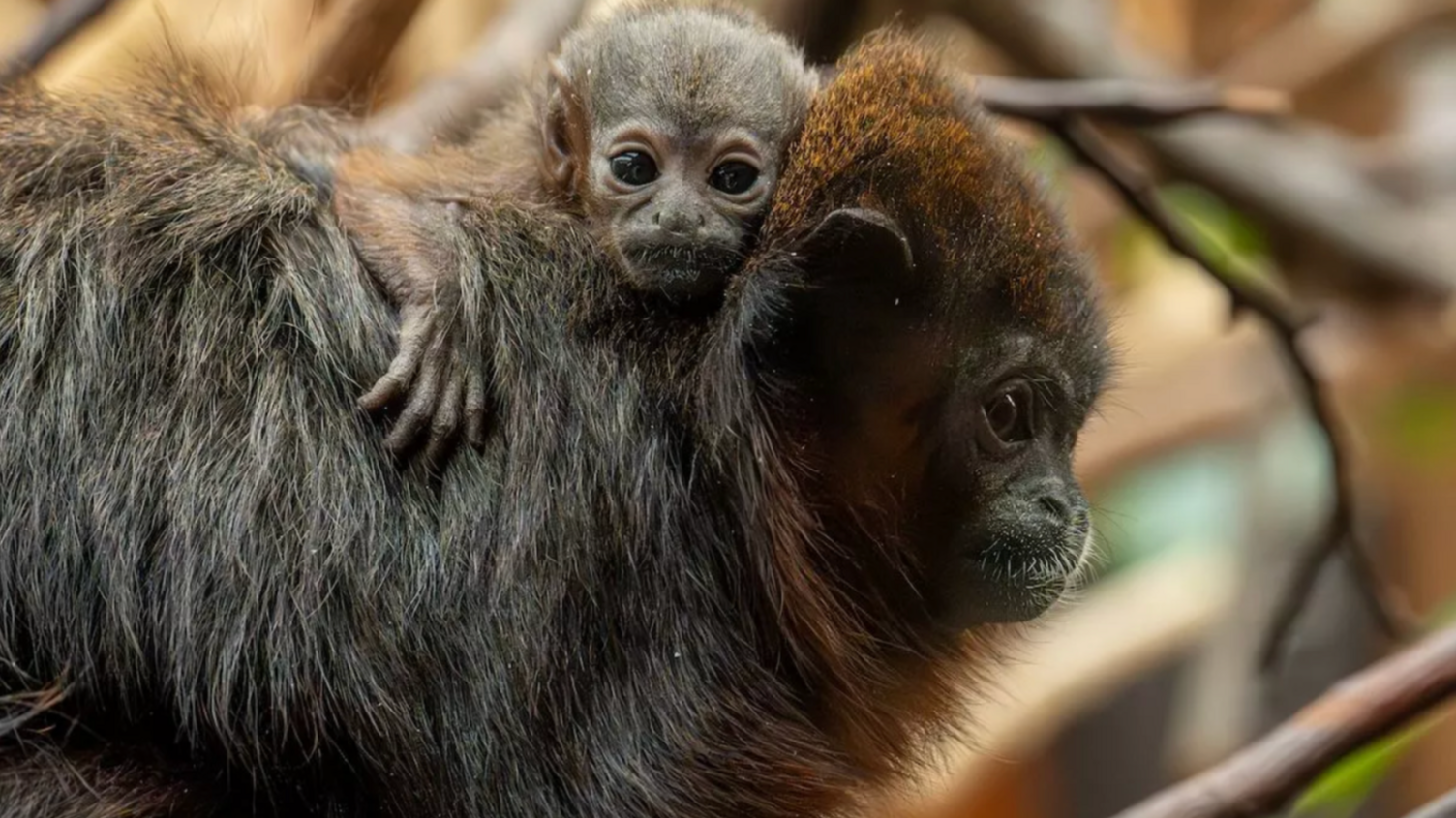 Baby coppery titi monkey seen looking at the camera while on its parent's back. 
