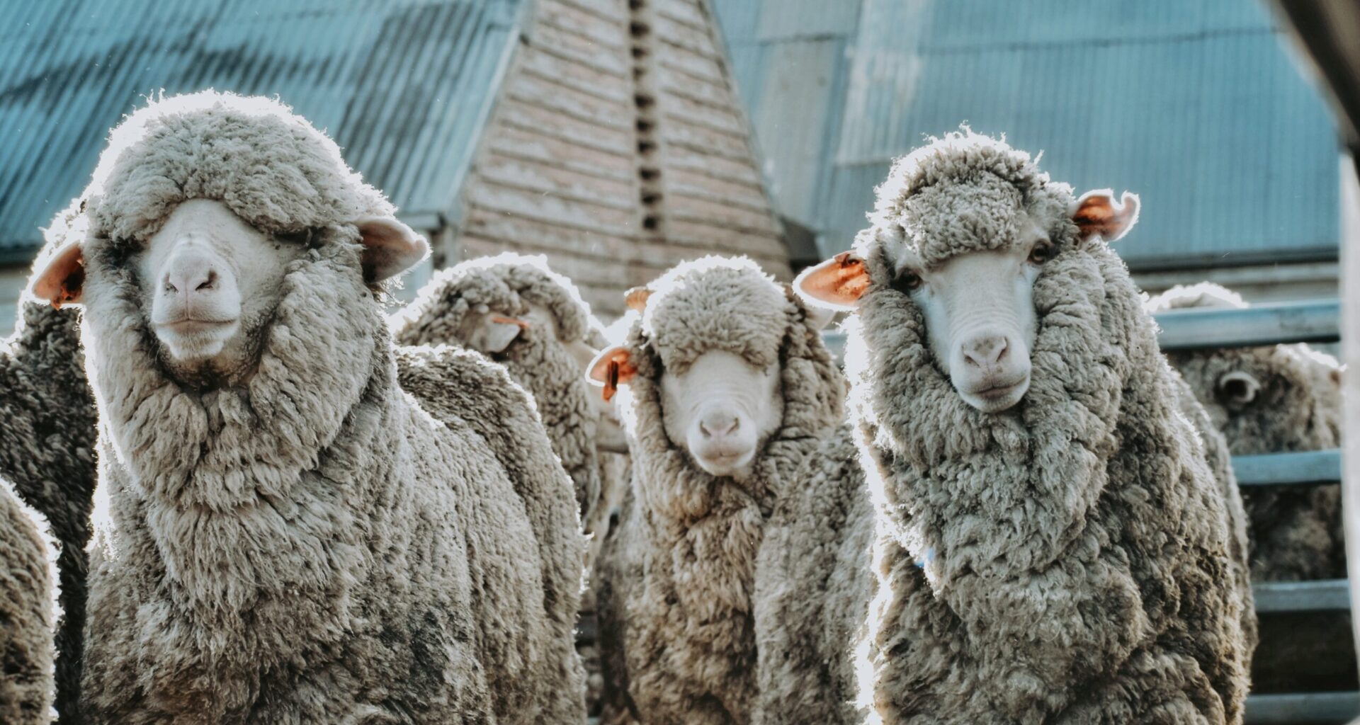 Market maintains the momentum - Mecardo