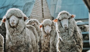 Market maintains the momentum - Mecardo