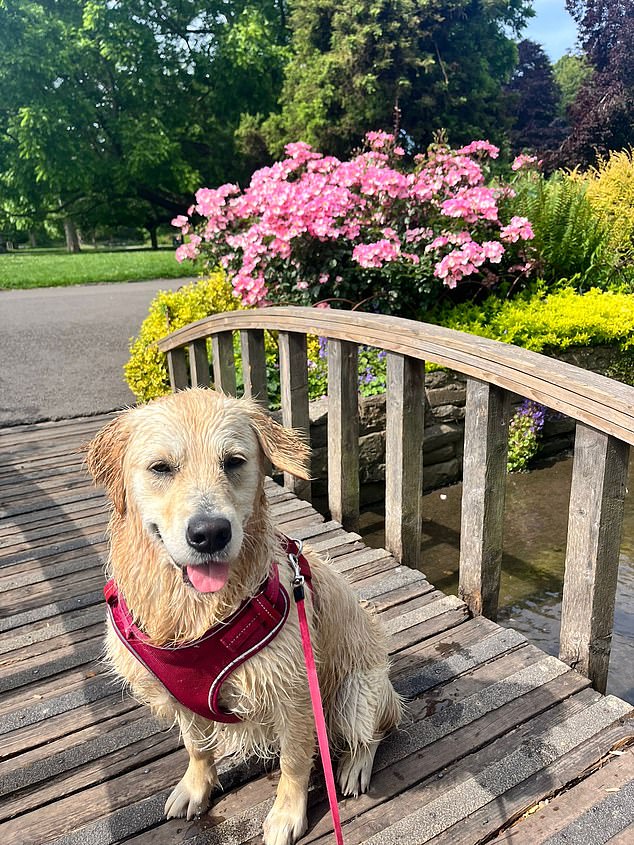 Due to the location of her undescended testicle, which vets believe to be wrapped around her lymph nodes, Penny is at risk of cancer