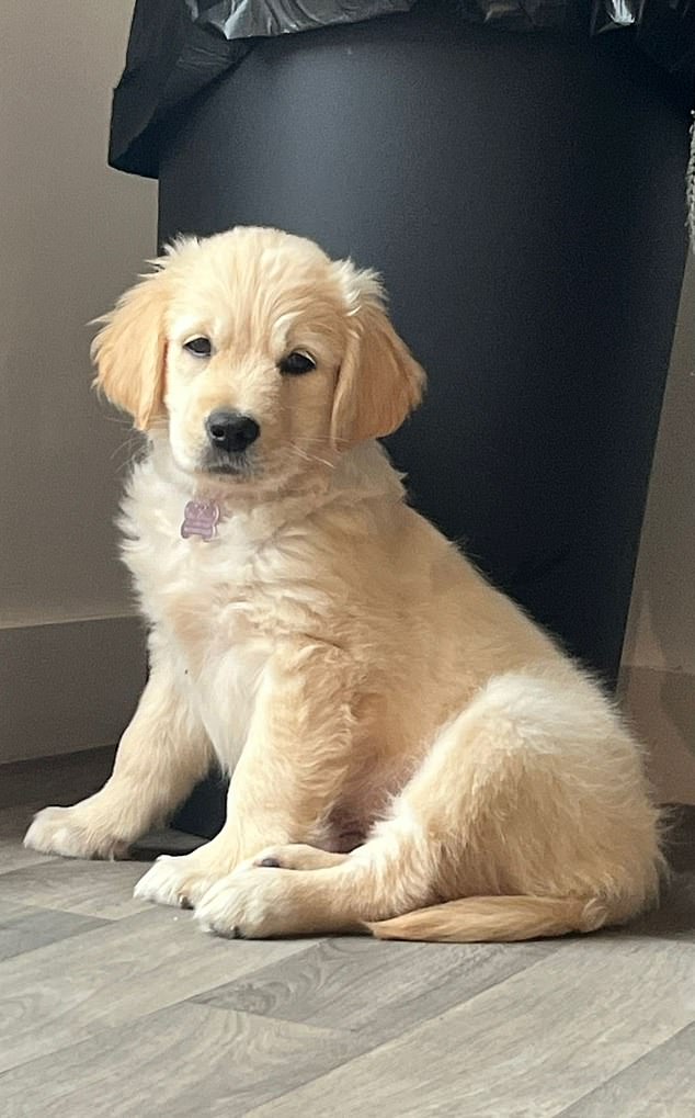 The pup has been poorly ever since Mrs Priest brought her home - and is facing an invasive spay surgery on October 16