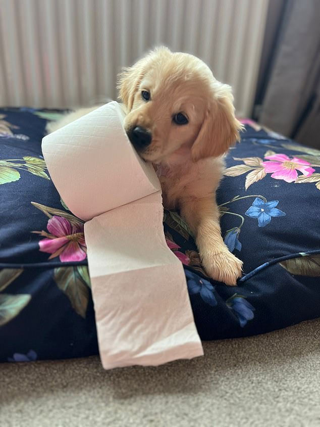 Penny the Golden Retriever became the newest addition to Mrs Priest's family last September