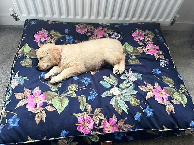 Penny was born as a hermaphrodite, an extremely rare condition which means she has a sperm-producing testicle and one functioning ovary which produces eggs