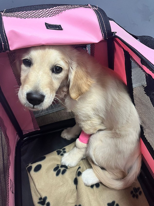 She was initially bought as a 'therapy dog' for her Mrs Priest's two disabled children, who have autism and ADHD