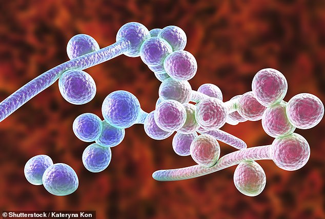 Candida albicans, which causes yeast infections, is pictured above (stock image)